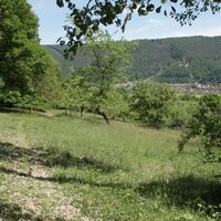 Streuobstwiesen in Kirschfurt