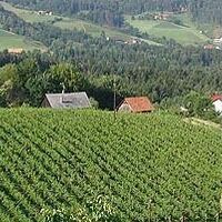 Weingut Pühringer