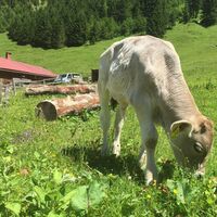 Bei der Naturalpe Schönesboden