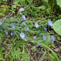 Flora