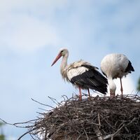 Störche im Ruggeller Riet