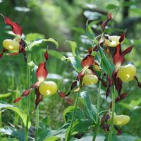 Orchideenparadies, Frauenschuh © B.Steinmann