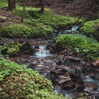 Wald