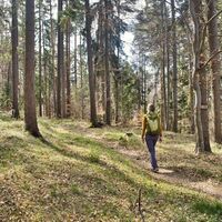 Stimmung im Wald