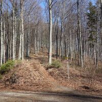 am "Bertlsteig" Schlussanstieg