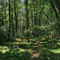Wald in Leukersdorf