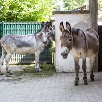 Tier- und Kulturpark Bischofswerda