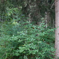 weiter am Steig im Wald hoch