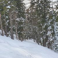 3.3 km Gerade in den Wald