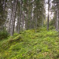 Ein moosbedeckter Hang im Wald ist immer grün, solange der Boden nicht von Schnee bedeckt ist.