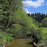 wieder am Kösslbach, jetzt Biberweg