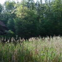 Sumpfseen im Gutswald