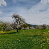 Streuobstwiesen bei Wildberg