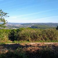 Wald Nacken