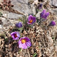 Steirische Küchenschelle - Gokoloanzen