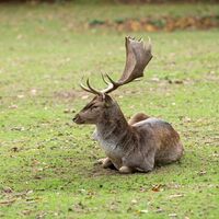 Wild- und Wanderpark Weiskirchen