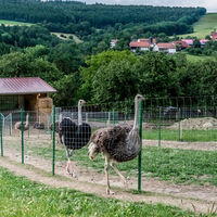 Straußenfarm in Außer-Ay