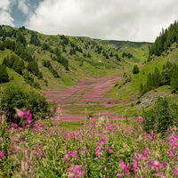 Bergwelt in rosa Blütenpracht