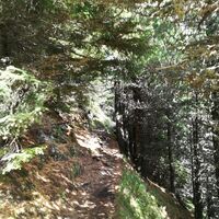 Der Zirbenweg