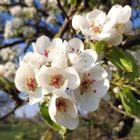 Besonders schön ist die Wanderung während der Birnbaumblüte-Zeit
