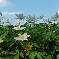 Buschwindröschen rund um den Rasenteich