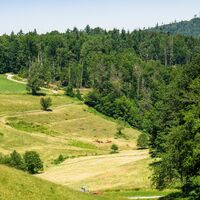 Die Talwiese im Sommer