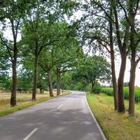 Straßenbaumallee