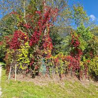 Herbst am Brennsee