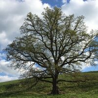 Alte Eiche am Wegesrand