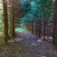 Waldweg nach Gerersdorf