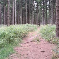 Waldweg zum flachen Jauerlinggipfel 961m
