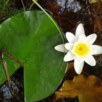 Seerose