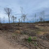 Holzschlag Richtung Drei Hotter