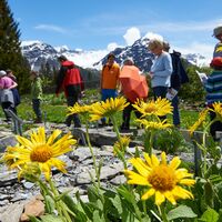 Alpengarten Maran