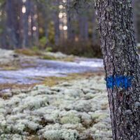 Der Naturpfad zu den Klippen von Mexiko ist mit blauen Markierungen in der Natur gekennzeichnet