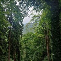 Schöner Wald im Vorderrißgraben