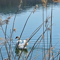 klingnauer-stausee-schilf-mit-schwan