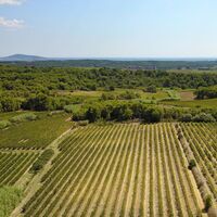 Weinberge_Nördliches_Thaubecken_-_Eric_Brendle_4
