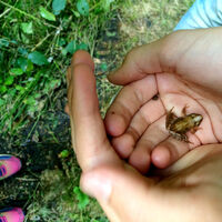 Waldlehrpfad Vosspäddken in der Erlebnisregion Artland
