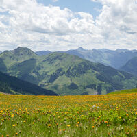 In der Blumenwiese einfach mal den Blick schweifen lassen