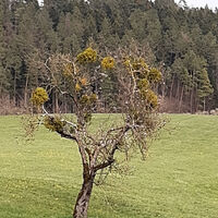 Baum mit Misteln