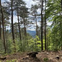 Kieskautberg Leininger Klosterweg