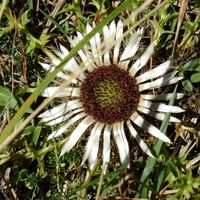 ...eine Schönheit mitten am Weg...