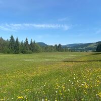 Herrliche Blumenwiesen in Sibratsgfäll