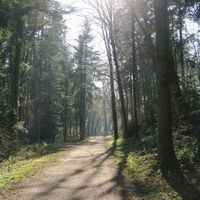 Im Wald bei Lienheim