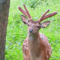 Sikahirsch