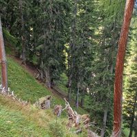 Aufstieg steil und weglos im Hochwald auf Wiesengelände