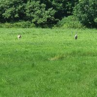 Kraniche zwischen Gerdau und Stadorf