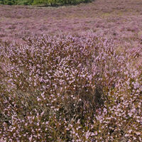 Boschbeektal Heideblüte