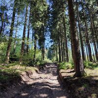 Steiler Rückeweg ohne Wegweiser